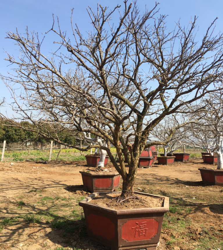 1616999407723868.jpg 1616999262(1).jpg